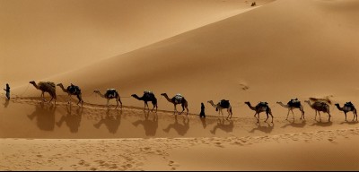 Camel Trekking Safari
